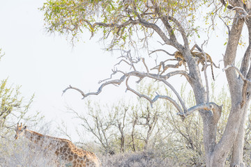 Leopard perching on Acacia tree branch against white sky. Giraffe walking undisturbed. Wildlife safari in the Etosha National Park, travel destination in Namibia, Africa