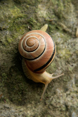 Cepaea nemoralis; banded snail on garden wall