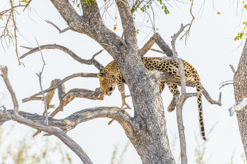 Fototapeta na wymiar Leopard perching from Acacia tree branch against white sky. Wildlife safari in the Etosha National Park, main travel destination in Namibia, Africa.