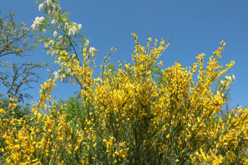 Blühender Ginster am Waldrand
