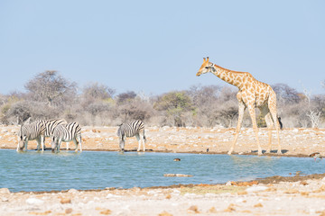 Fototapeta na wymiar Giraffe drinking from waterhole. Wildlife Safari in the Etosha National Park, famous travel destination in Namibia