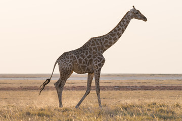 Giraffe walking in the bush on the desert pan. Wildlife Safari in the Etosha National Park, the main travel destination in Namibia, Africa. Profile view.