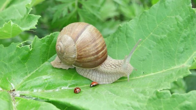 The snail and ladybug are sitting on a large green leaf
