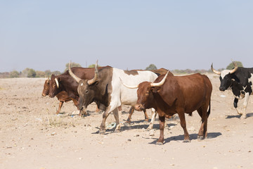 Cattle herd walking on african dirt road, rural life