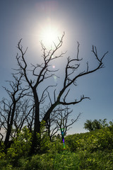 Fototapeta premium Toter Baum in der Sonne