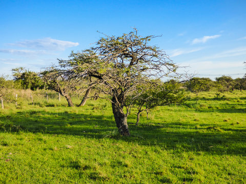 A view of the State Park of Espinilho, in Barra do Quarai, Brazil. Only place in Brazil with savanna ecosystem.
