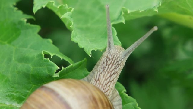 The snail is sitting on the green leaf