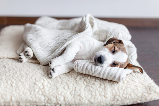 Sleeping puppy on dog bed