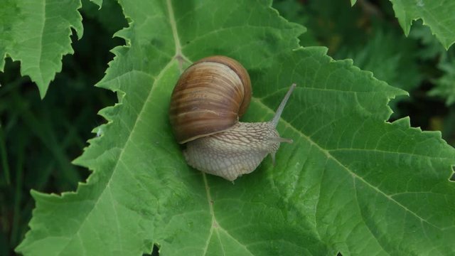 The snail moves along a large green leaf