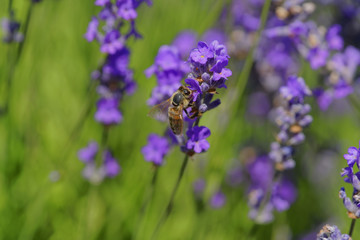Blossoming lavender, bees are observed in the flowers trying to drink the nectar to carry the honeycomb