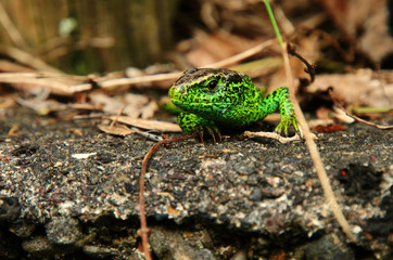 Lacerta agilis; sand lizard on garden wall