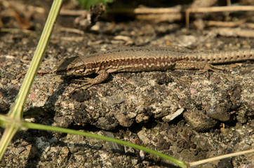 Podarcis muralis; wall lizard in Berschis garden, Swiss Alps