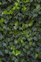 Green foliage leaf background or texture bush.