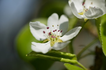 Apple tree