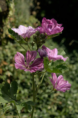 Malva officinalis in village garden