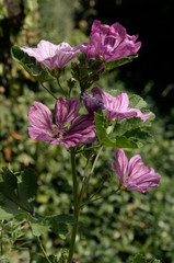 Fototapeta premium Malva officinalis in village garden