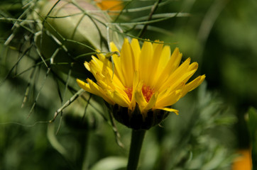 Corn Marigold in village garden