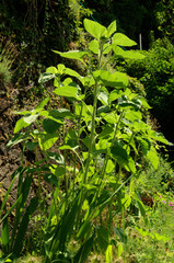 Sunflower shoots in cottage garden