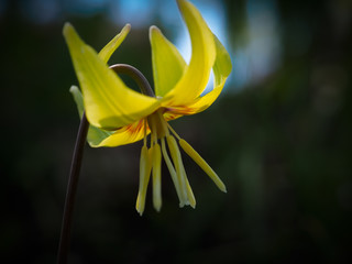 Fototapeta premium Beautiful spring flower,close up photogrphy.