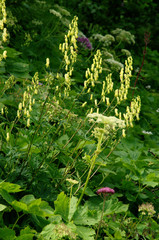 Aconitum lycoctonum; northern wolfsbane flower in the Swiss alps