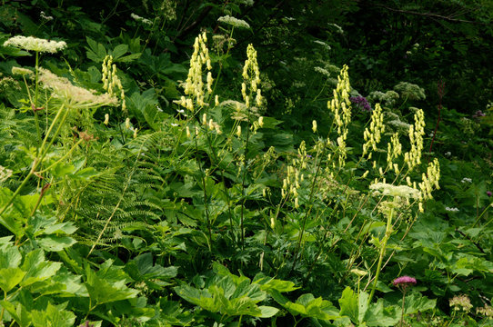 Aconitum lycoctonum; northern wolfsbane flower in the Swiss alps