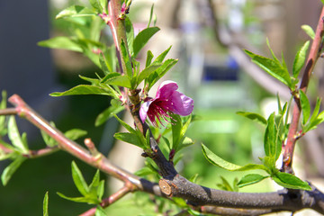 blossoming peach, the color of the peach tree in the early spring