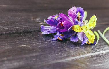 Crocuses, Saffron are very beautiful spring flowers. Care and planting.  . Crocuses on a wooden background
