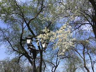 Beautiful apple tree branch with sun and street lamp. Blooming apple tree in spring time. a blooming apple trees in spring with blue sky background