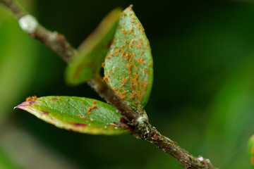Mosses and lichens in vegetation