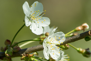 Cherry blossoms closeup