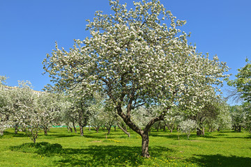 Fototapeta premium Blooming Apple Garden