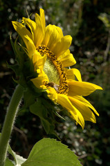 Sunflower in village garden, Walenstadt