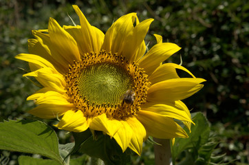 Fototapeta premium Girasole