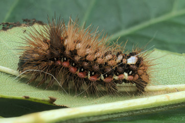 Hairy Caterpillar, Walenstadt, Switzerland