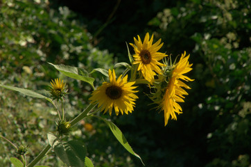 Tournesol; sunflowers in a Swiss garden