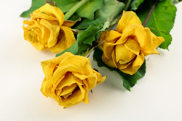 Bouquet of beautiful dried yellow roses isolate on white background, dried rose flower head. Flowers composition.