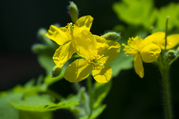 Obraz premium Yellow celandine or tetterwort Chelidonium majus flowers close up