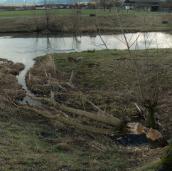 Beaver damage on trees beside the canal in Rüthi SG