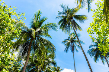 Exotic tropical palm trees at summer, view from bottom up to the sky at sunny day