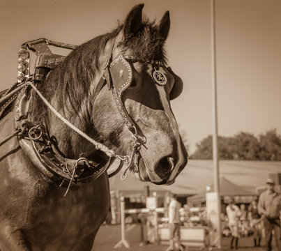 Portrait eines Kaltblutpferdes in schwarz wei&szlig;