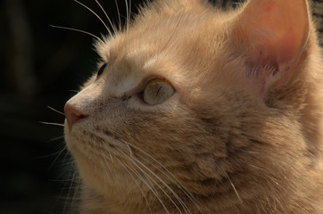 Adorable; portrait of ginger tomcat