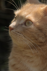 Adorable; portrait of ginger tomcat