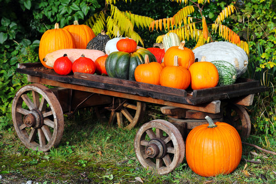 Fall pumpkins