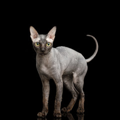 Sphynx Cat Standing and Looking alert Isolated on Black Background, front view