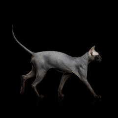 Obraz na płótnie Canvas Sphynx Cat Walk and getting pose Isolated on Black Background, side view