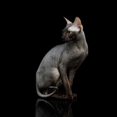 Sphynx Cat Sitting Curious Looks Isolated on Black Background, side view