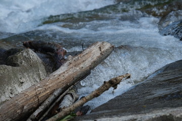 Schwemmholz im Wasser