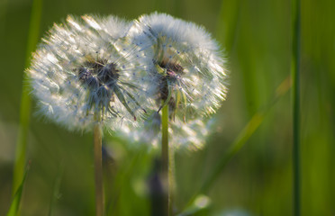 Spring background  with dandelions on a spring meadow