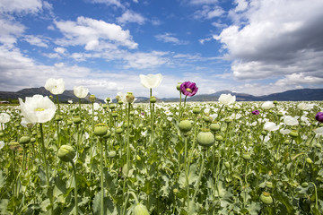 Opium poppy field