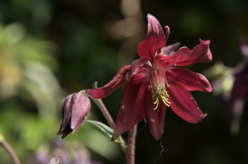 Aquilegias in Swiss cottage garden